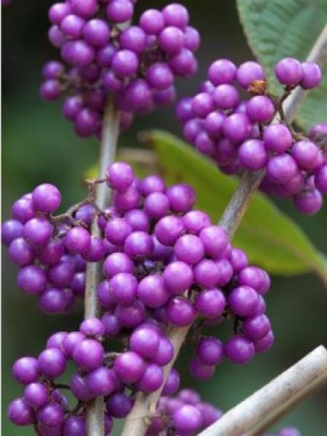 Callicarpa bodinieri profusion 